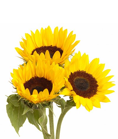 vagrant-sunflowers vagrant-sunflowers